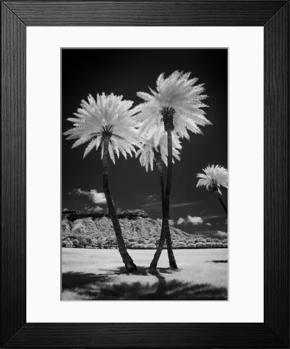 Framed Print : USA, Hawaii, Oahu, Honolulu, Kapiolani Park Diamond Head, Black and white palm trees Framed Print : USA, Hawaii, Oahu, Honolulu, Kapiolani Park Diamond Head, Black and white palm trees