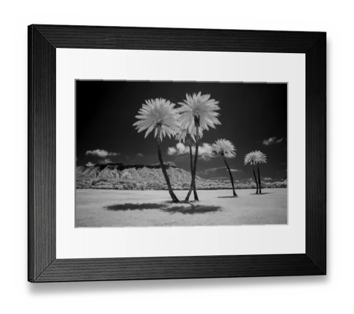 Framed Print : USA, Hawaii, Oahu, Honolulu, Kapiolani Park Diamond Head, Infrared palm trees Framed Print : USA, Hawaii, Oahu, Honolulu, Kapiolani Park Diamond Head, Infrared palm trees