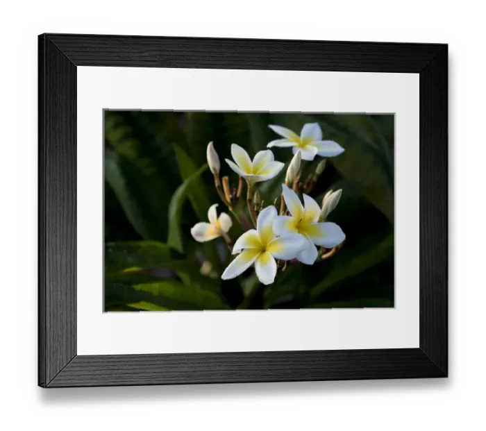 Framed Print : USA, Hawaii, Island of Hawaii, Kailua Kona, Close up of Singapore Plumeria ( Plumeria Framed Print : USA, Hawaii, Island of Hawaii, Kailua Kona, Close up of Singapore Plumeria ( Plumeria