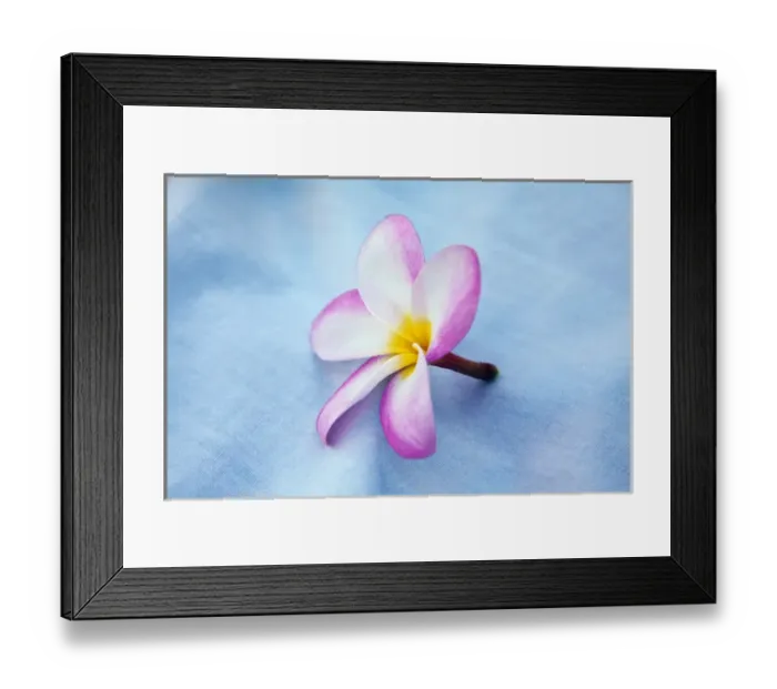 Framed Print : USA; Hawaii; Oahu; Plumeria flowers in bloom