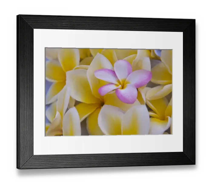 Framed Print : USA; Hawaii; Oahu; Plumeria flowers in bloom Framed Print : USA; Hawaii; Oahu; Plumeria flowers in bloom