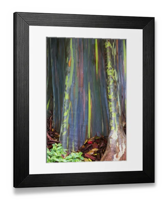 Framed Print : USA; Hawaii; Oahu; Rainbow eucalyptus Tree growing in forest Framed Print : USA; Hawaii; Oahu; Rainbow eucalyptus Tree growing in forest