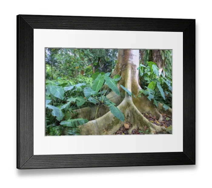 Framed Print : USA; Hawaii; Oahu; Philodendrons Growing in Forest Framed Print : USA; Hawaii; Oahu; Philodendrons Growing in Forest