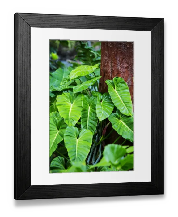 Framed Print : USA; Hawaii; Oahu; Philodendrons Growing in Forest