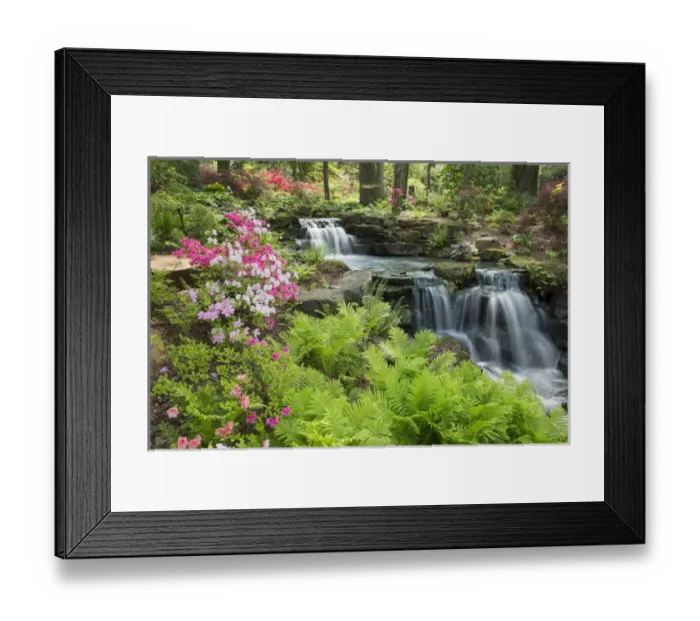 Framed Print : Waterfall with ferns and azaleas at Azalea Path Arboretum & Botanical Gardens, Hazleton Framed Print : Waterfall with ferns and azaleas at Azalea Path Arboretum & Botanical Gardens, Hazleton