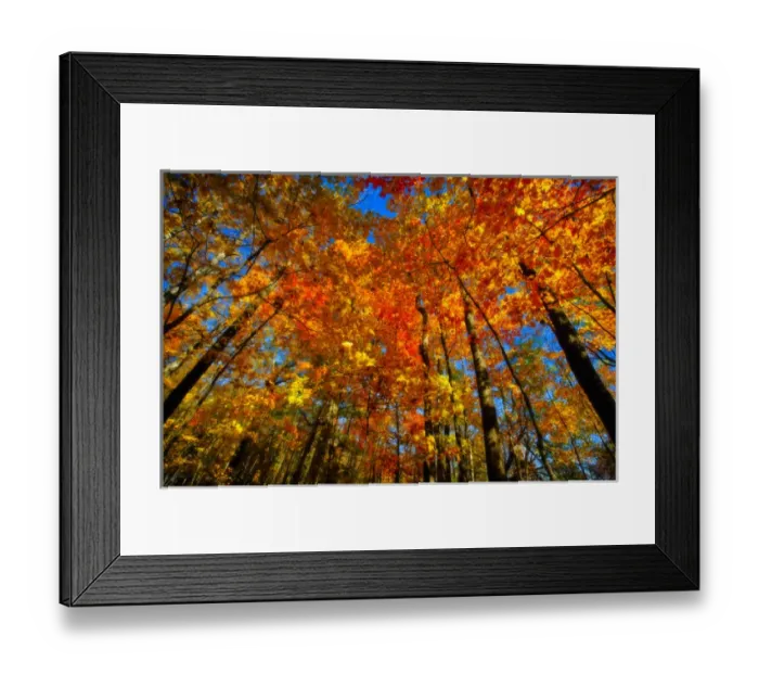 Framed Print : USA, West Lafayette, Indiana. Trees at the Celery Bog in autumn Framed Print : USA, West Lafayette, Indiana. Trees at the Celery Bog in autumn