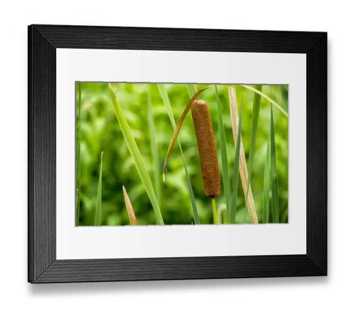 Framed Print : Close-up of an American cattail with leaves in wetland habitat. The Celery Bog, West Lafayette Framed Print : Close-up of an American cattail with leaves in wetland habitat. The Celery Bog, West Lafayette