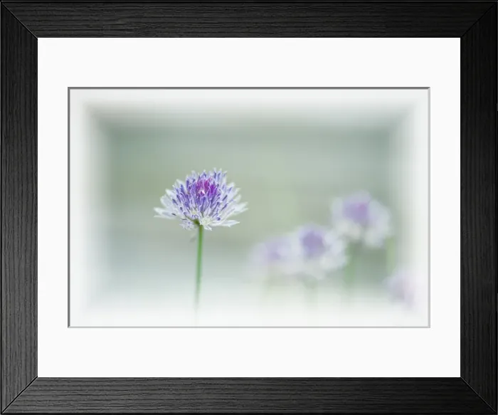 Framed Print : Chives blowing in the wind Framed Print : Chives blowing in the wind