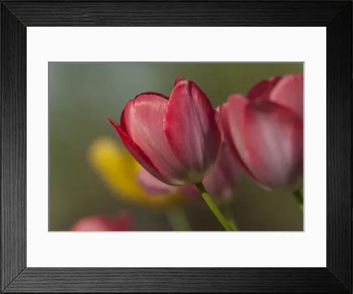 Framed Print : Close-up of red and yellow tulips in garden