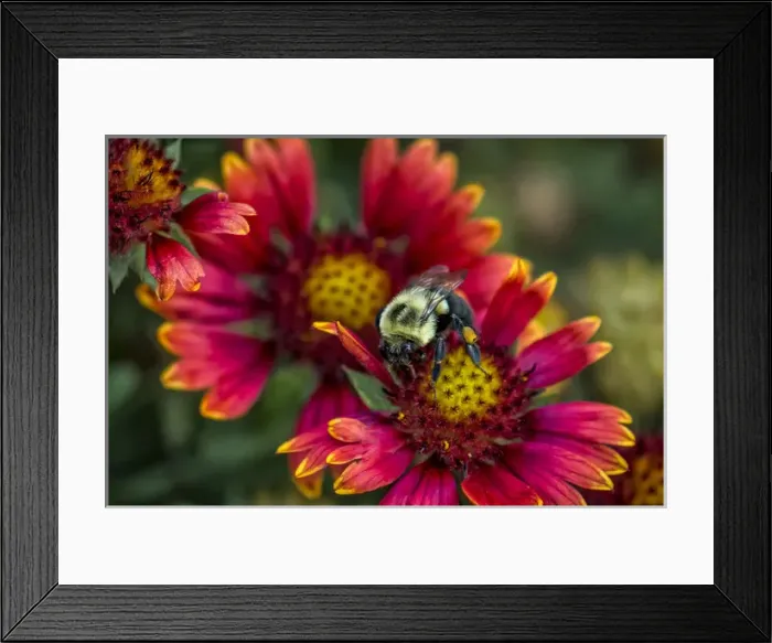Framed Print : Close-up of bumblebee with pollen basket on Indian blanket flower