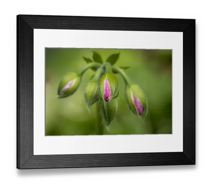 Framed Print : Close-up of vining geranium buds before opening Framed Print : Close-up of vining geranium buds before opening