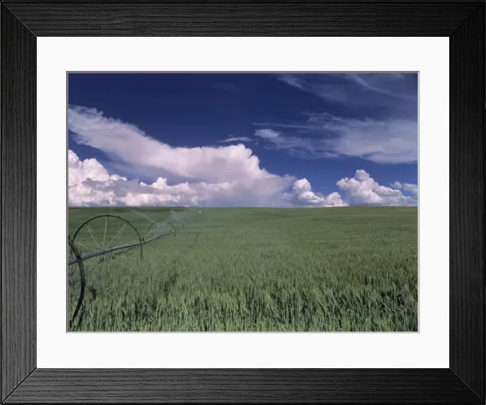 Framed Print : USA, Idaho, Green Wheat Field, Clouds, Summer, Fruitland Framed Print : USA, Idaho, Green Wheat Field, Clouds, Summer, Fruitland