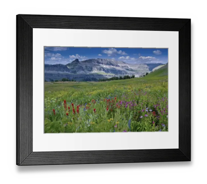 Framed Print : Indian Paintbrush and mONKEY FLOWERS, Alaska Basin, Targhee National Forest, Idaho Framed Print : Indian Paintbrush and mONKEY FLOWERS, Alaska Basin, Targhee National Forest, Idaho