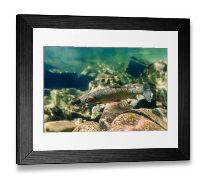 Framed Print : Trout in the Locsa River, Idaho Framed Print : Trout in the Locsa River, Idaho