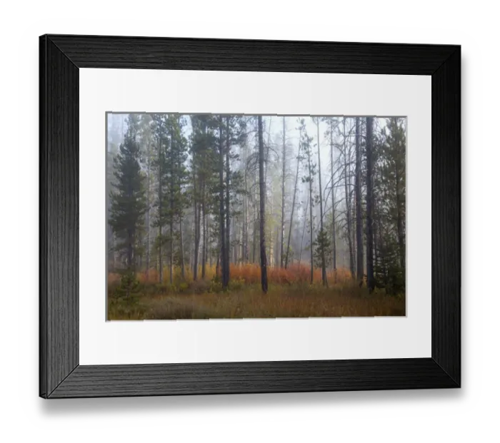 Framed Print : ID, Sawtooth National Recreation Area, Challis National Forest, colorful shrubs Framed Print : ID, Sawtooth National Recreation Area, Challis National Forest, colorful shrubs