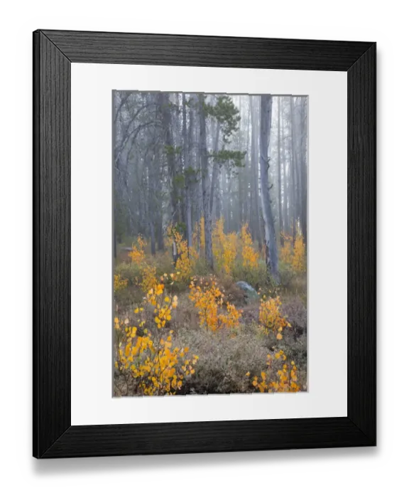 Framed Print : ID, Sawtooth National Recreation Area, Challis National Forest, Aspen and Pine trees