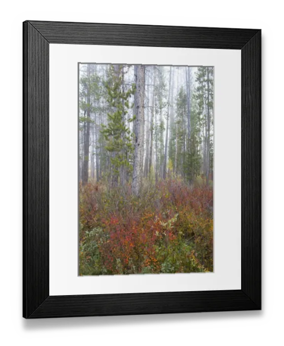 Framed Print : ID, Sawtooth National Recreation Area, Challis National Forest, colorful shrubs Framed Print : ID, Sawtooth National Recreation Area, Challis National Forest, colorful shrubs