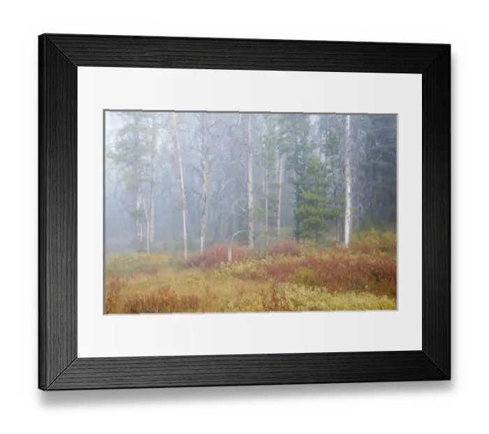 Framed Print : ID, Sawtooth National Recreation Area, Challis National Forest, Foggy autumn morning Framed Print : ID, Sawtooth National Recreation Area, Challis National Forest, Foggy autumn morning