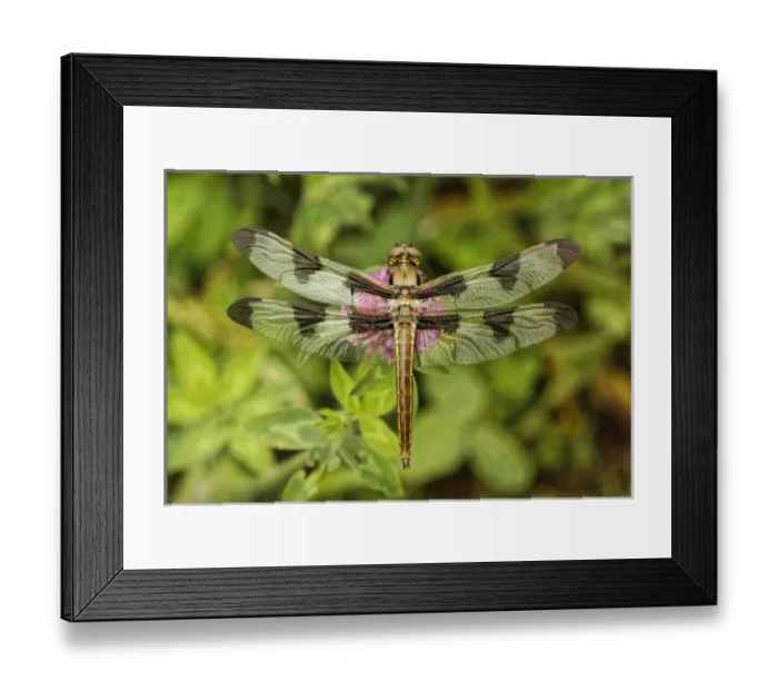 Framed Print : Green-Eyed Skimmer dragonfly, or Emerald, resting on clover flower, Kentucky Framed Print : Green-Eyed Skimmer dragonfly, or Emerald, resting on clover flower, Kentucky