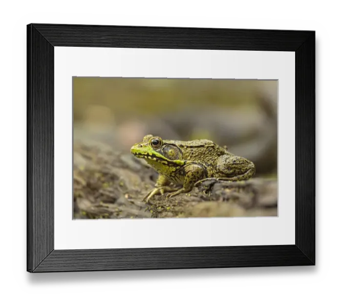 Framed Print : Southern Leopard Frog, Rana sphenocephala, Kentucky Framed Print : Southern Leopard Frog, Rana sphenocephala, Kentucky