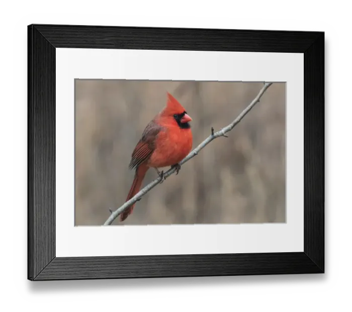 Framed Print : Male Northern Cardinal in winter, Cardinals cardinals, Kentucky