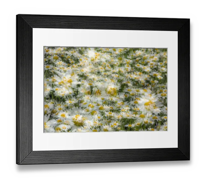 Framed Print : Multiple exposure of group of daisy flowers, Kentucky Framed Print : Multiple exposure of group of daisy flowers, Kentucky