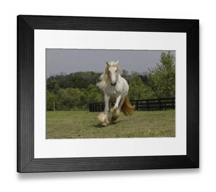 Framed Print : Gypsy Vanner Horse running, Crestwood, KY Framed Print : Gypsy Vanner Horse running, Crestwood, KY