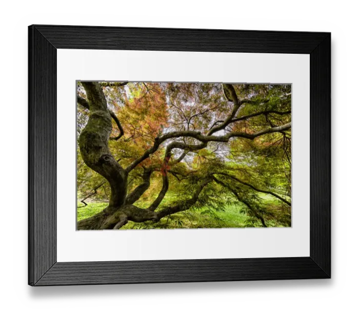 Framed Print : Japanese Threadleaf Maple Tree, Cave Hill Cemetery, Louisville, Kentucky Framed Print : Japanese Threadleaf Maple Tree, Cave Hill Cemetery, Louisville, Kentucky