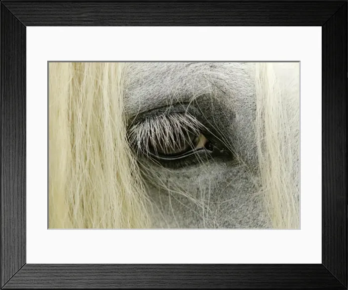 Framed Print : Close-up details of Gypsy Vanner horse eyeball, Crestwood, KY