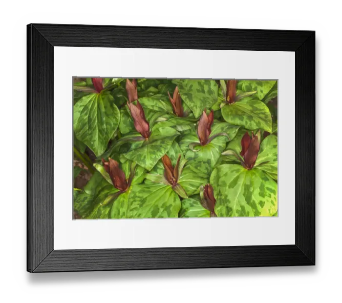 Framed Print : Toadshade Trillium, Trillium sessile Kentucky Framed Print : Toadshade Trillium, Trillium sessile Kentucky