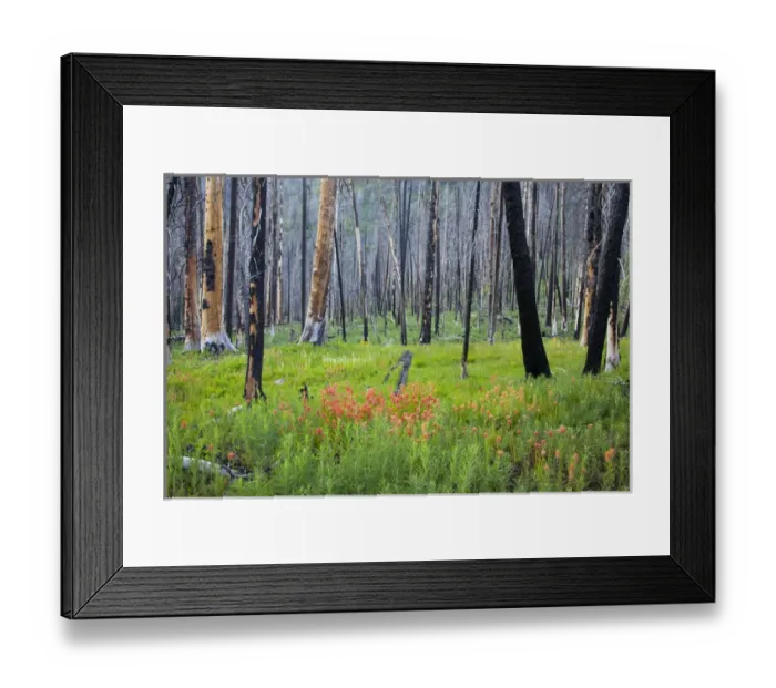 Framed Print : ID, Sawtooth National Recreation Area, Sawtooth National Forest, along 4th of July Creek Framed Print : ID, Sawtooth National Recreation Area, Sawtooth National Forest, along 4th of July Creek