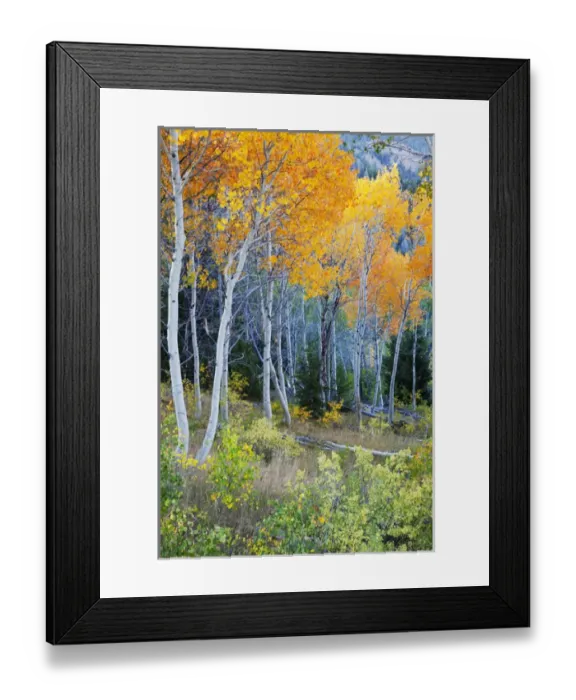 Framed Print : ID, Sawtooth National Recreation Area, Colorful Aspen trees, near Galena Summit Framed Print : ID, Sawtooth National Recreation Area, Colorful Aspen trees, near Galena Summit