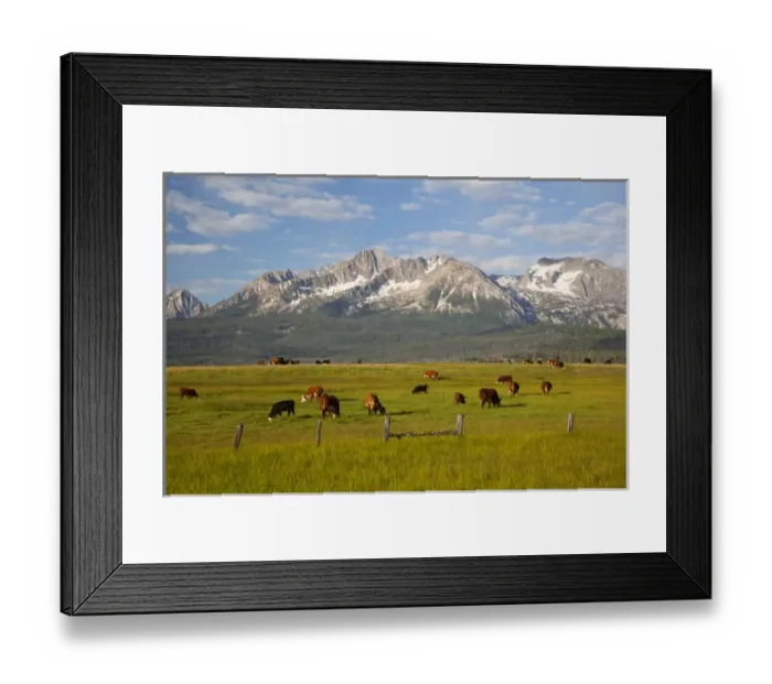 Framed Print : ID, Sawtooth National Recreation Area, Grazing cattle, Sawtooth Mountains in background Framed Print : ID, Sawtooth National Recreation Area, Grazing cattle, Sawtooth Mountains in background
