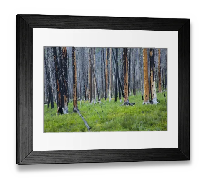 Framed Print : ID, Sawtooth National Recreation Area, Sawtooth National Forest, along 4th of July Creek Framed Print : ID, Sawtooth National Recreation Area, Sawtooth National Forest, along 4th of July Creek