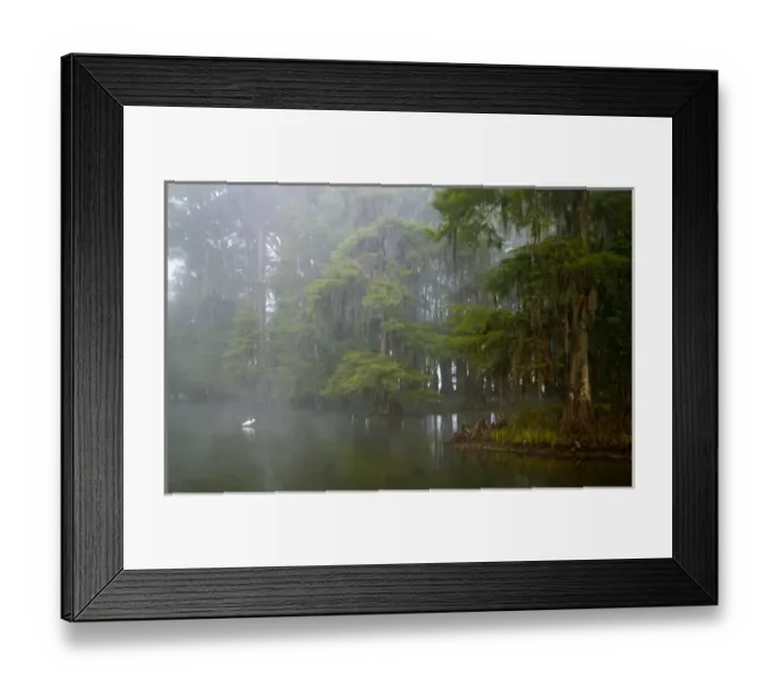 Framed Print : USA, Louisiana, Lake Martin. Great egret reflected in water in foggy cypress swamp Framed Print : USA, Louisiana, Lake Martin. Great egret reflected in water in foggy cypress swamp