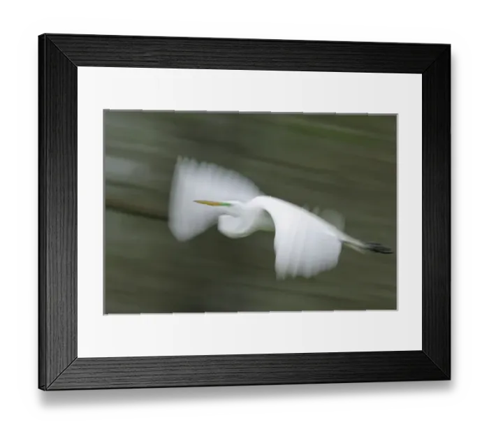 Framed Print : USA, Louisiana, Lake Martin. Abstract blur of great egret in flight