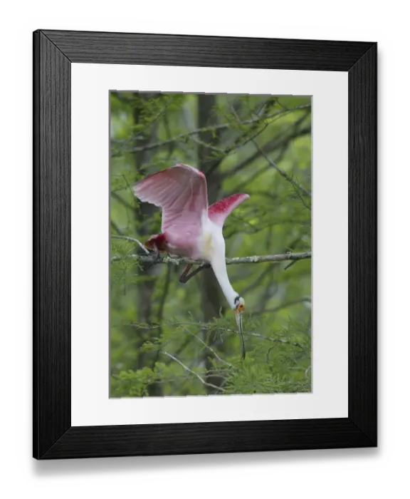 Framed Print : USA, Louisiana, Lake Martin. Roseate spoonbill stretches to break off branch for nesting material Framed Print : USA, Louisiana, Lake Martin. Roseate spoonbill stretches to break off branch for nesting material
