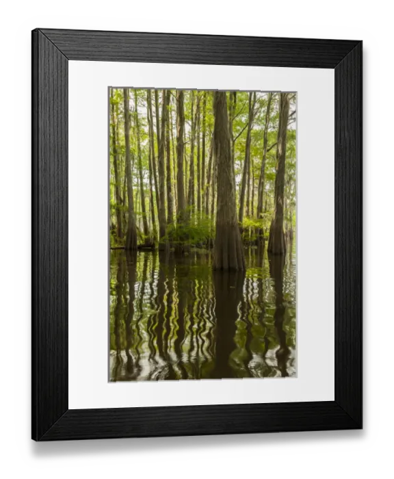 Framed Print : USA, Louisiana, Atchafalaya Basin. Cypress trees reflect in swamp Framed Print : USA, Louisiana, Atchafalaya Basin. Cypress trees reflect in swamp