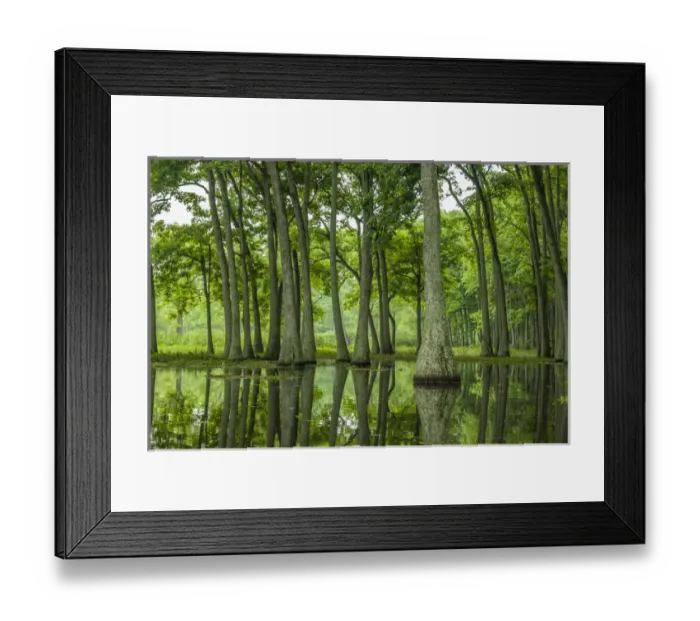 Framed Print : USA, Louisiana, Millers Lake. Tupelo trees reflect in lake Framed Print : USA, Louisiana, Millers Lake. Tupelo trees reflect in lake