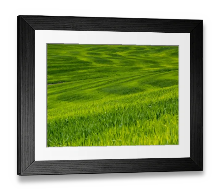 Framed Print : North America; USA; Idaho; Palouse Country; Rolling Green Hills of Spring Wheat Framed Print : North America; USA; Idaho; Palouse Country; Rolling Green Hills of Spring Wheat