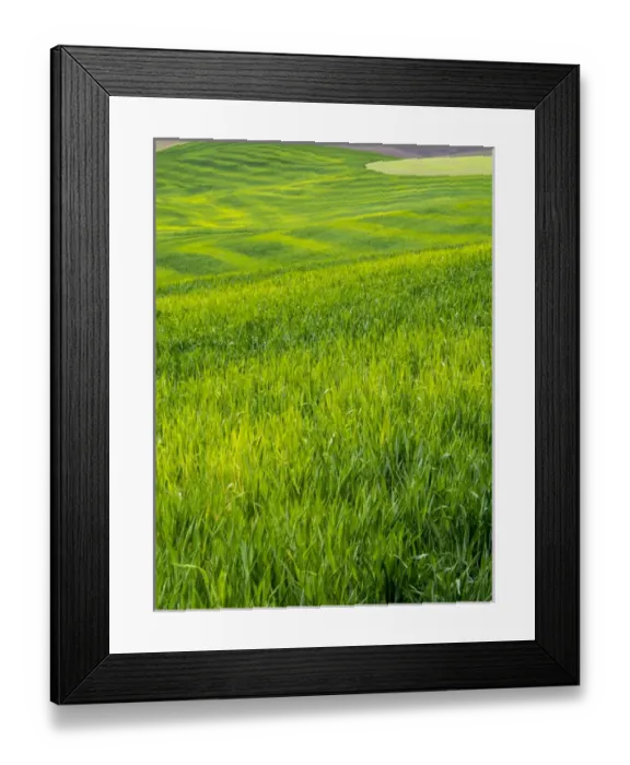 Framed Print : North America; USA; Idaho; Palouse Country; Rolling Green Hills of Spring Wheat