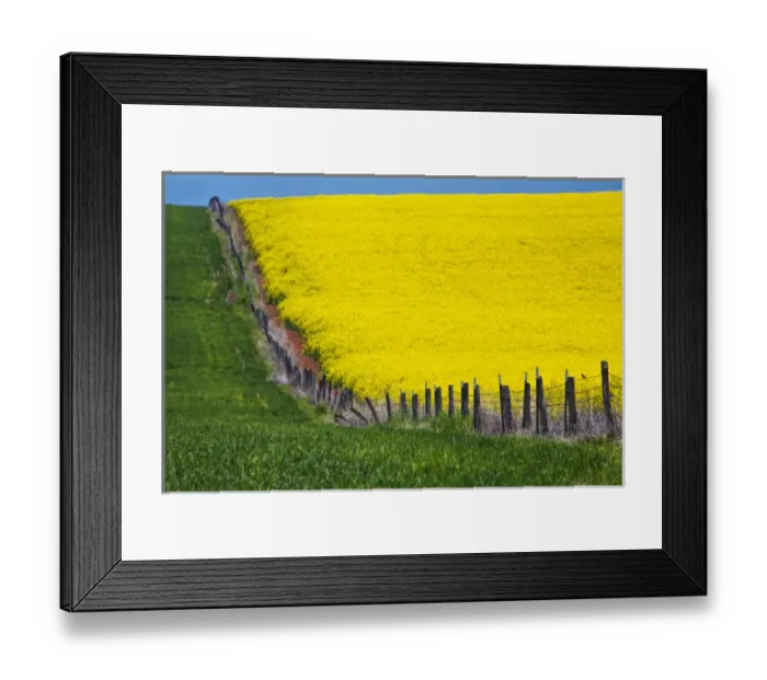 Framed Print : North America; Idaho; Grangeville; Canola Field in Full Fresh Bloom Along Fenceline