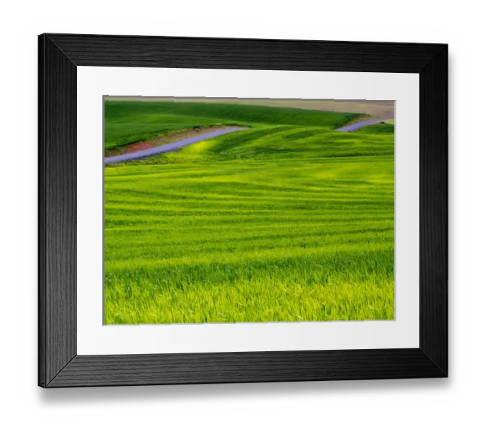 Framed Print : North America; USA; Idaho; Palouse Country; Rolling Green Hills of Spring Wheat With