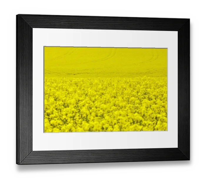 Framed Print : North America; Idaho; Grangeville; Canola Field in Full Fresh Bloom