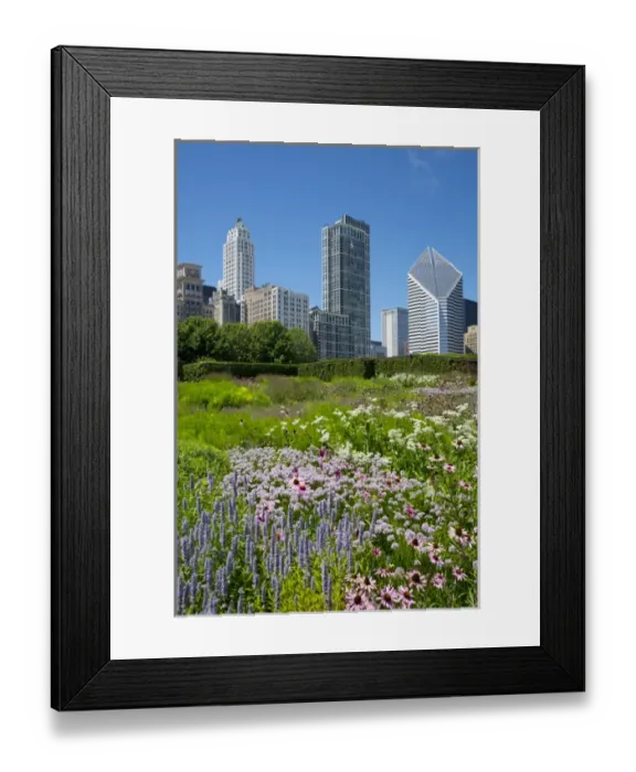 Framed Print : Lurie Garden in Millennium Park, Chicago, with Michigan Avenue skyline Framed Print : Lurie Garden in Millennium Park, Chicago, with Michigan Avenue skyline