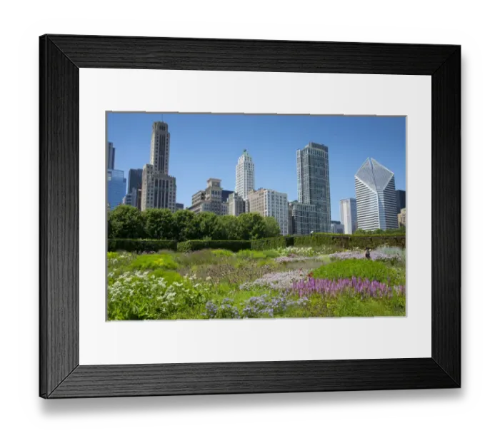 Framed Print : Lurie Garden in Millennium Park, Chicago, with Michigan Avenue skyline Framed Print : Lurie Garden in Millennium Park, Chicago, with Michigan Avenue skyline