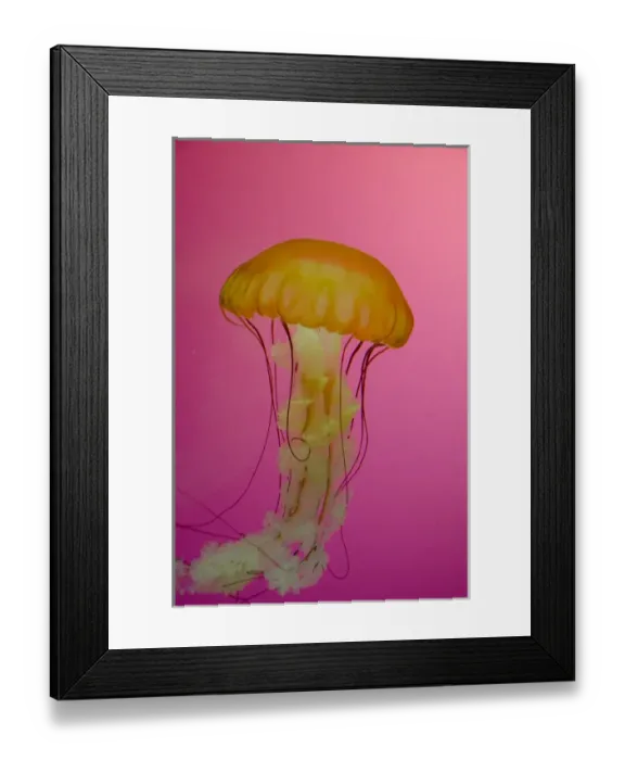 Framed Print : Illinois, Chicago. Shedd Aquarium, largest indoor aquarium in the world. Jellyfish Framed Print : Illinois, Chicago. Shedd Aquarium, largest indoor aquarium in the world. Jellyfish