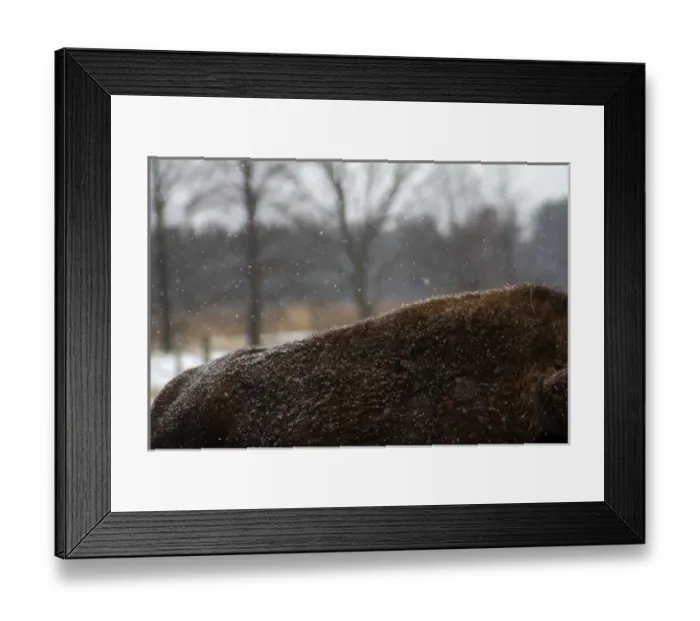 Framed Print : North America, USA, Illinois, Batavia. American Bison in snow at Fermilab, Batavia Framed Print : North America, USA, Illinois, Batavia. American Bison in snow at Fermilab, Batavia