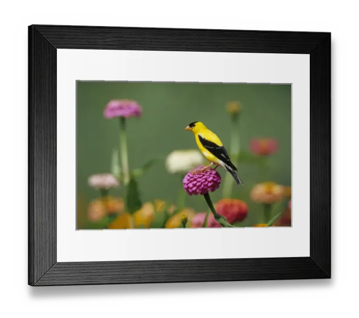 Framed Print : American Goldfinch (Carduelis tristis) male on Zinnias in garden, Marion Co. IL Framed Print : American Goldfinch (Carduelis tristis) male on Zinnias in garden, Marion Co. IL
