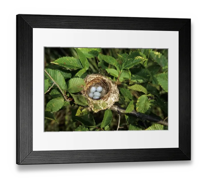 Framed Print : American Goldfinch (Carduelis tristis) nest with 5 eggs, Marion Co. IL